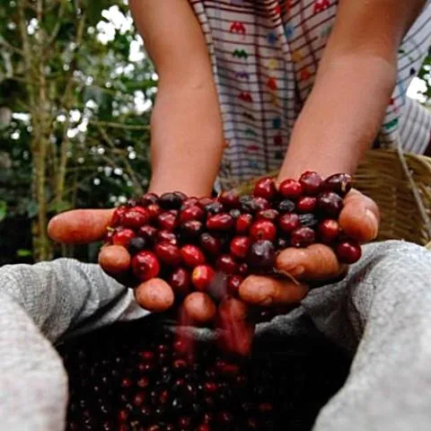 Ericka Sanchez Extended Fermentation - San Antonio Huista, Huehuetenango